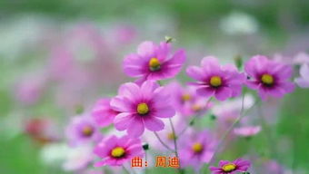 娴静的近义词是安静吗，娴静的近义词是恬静吗