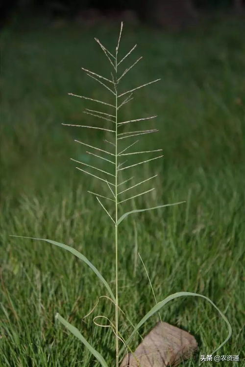 千金子药用价值强 小心服用才行