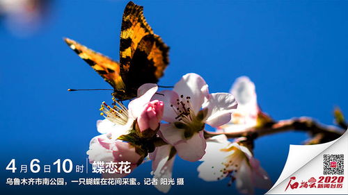 风车云马官网入口，windmill风车云马