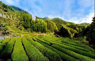 大芹山多少个台阶，大芹山简介