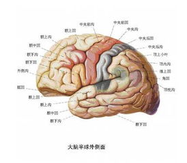 cnas是什么意思，潜水cns是什么意思