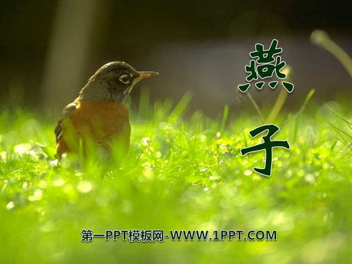 燕子专列课件