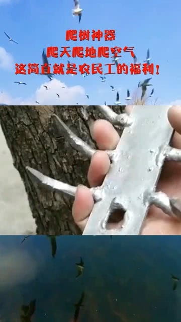 在什么网店可以买到玉米蛇