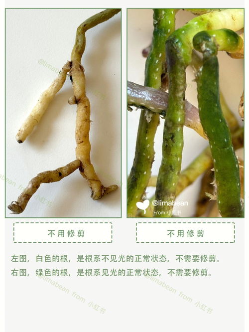 “一根筋”就是轴?