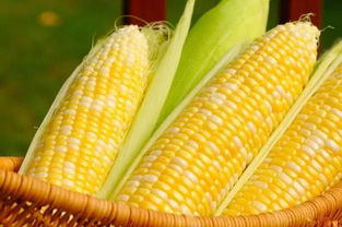 玉米corn可数吗，corn可数吗什么意思