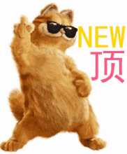 一只成年加菲猫大概价值多少?