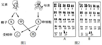 3023年生男生女示意图，生男生女示意图表2021