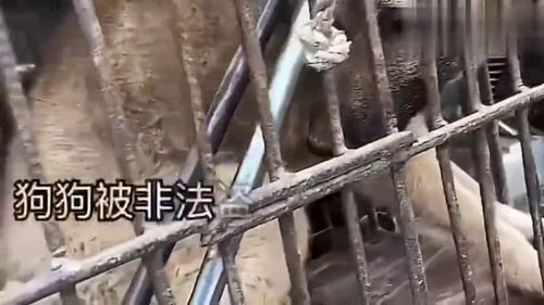 《铁笼2018》百度云免费在线观看,徐捷导演的