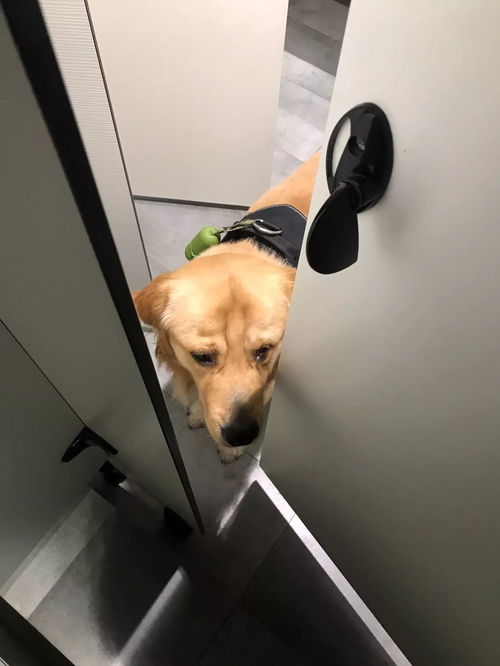 原谅我这一生不……完整歌词
