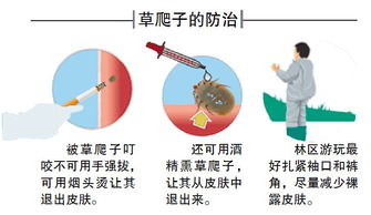 森林脑炎病毒的主要传播媒介和储存宿主为