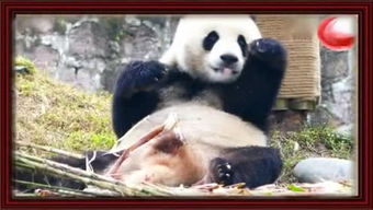 熊猫哥中国首富排第几