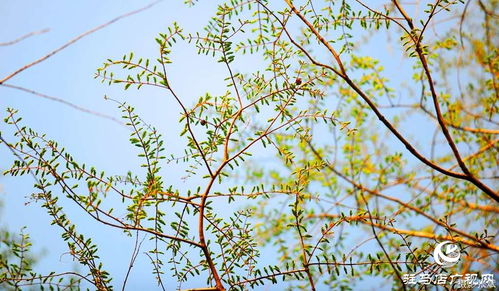 春回大地,万物复苏,柳绿花红,莺歌燕舞,冰雪融化,泉水丁冬,百花齐放,百鸟