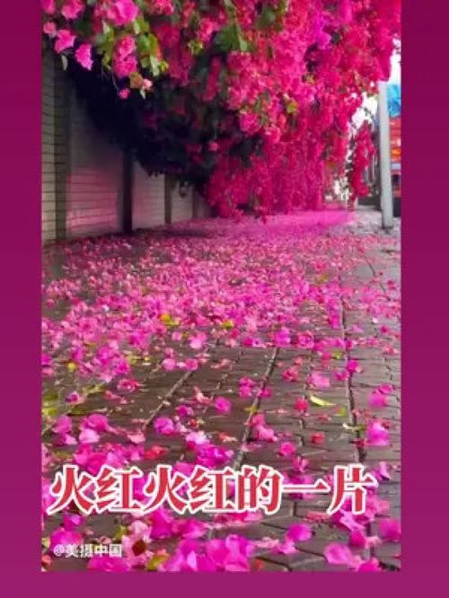 火红火红,碧绿碧绿,雪白雪白,还有什么?，火红火红的太阳