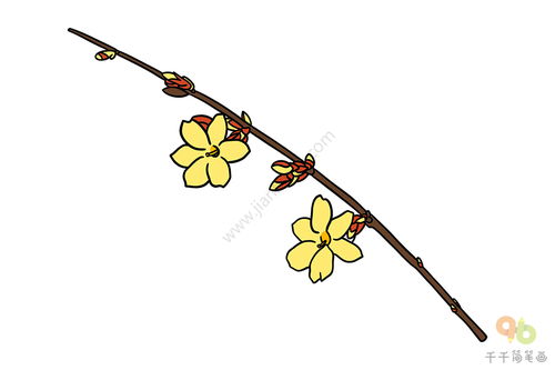 迎春花简笔画彩色，迎春花简笔画涂色