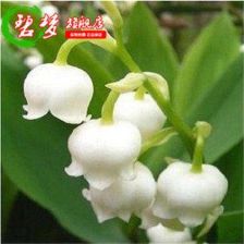 白铃兰的种植方法，白铃兰花语及象征