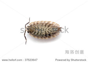 louse怎么读，楼森岳