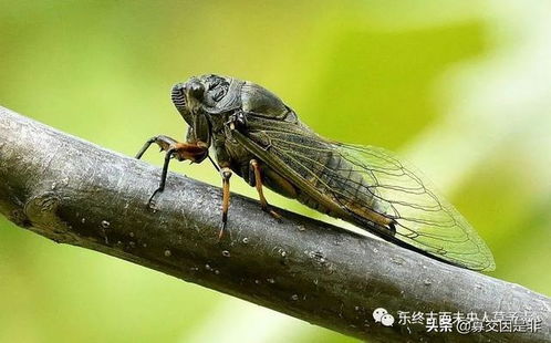 捕蝉最正确的方法 如何捕蝉