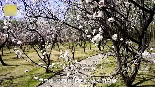 借问酒家何处有,牧童遥指杏花村。这是谁写的诗,杏花村在那儿?