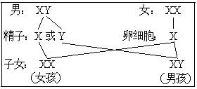 图2是生男生女示意图.请分析回答.(1)由图可知,在男性、女性的_百度
