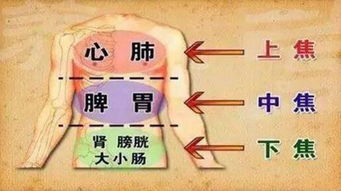 六腑中的三焦是什么?