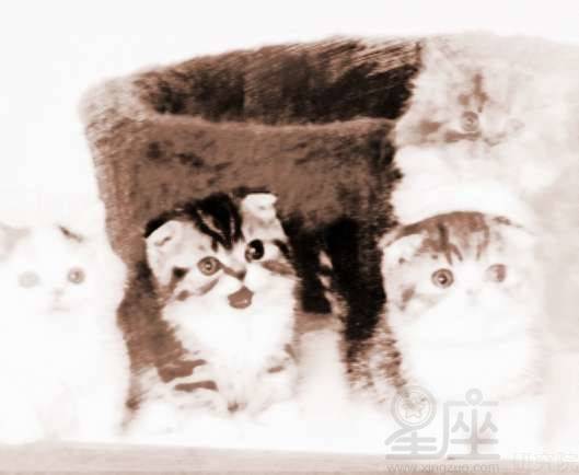 梦见养猫是什么预兆，梦见养猫养狗是什么征兆