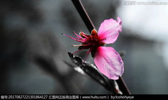 李清照的《残花》全诗是什么?