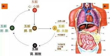 三焦是什么脏器，三焦是什么位置图片