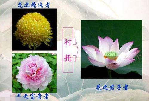 用对比的方法写句子