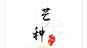 苣根茶的功效和作用，芒根的功效与作用和图片