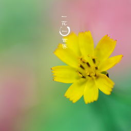 想了解一下“一花开五叶”说的是什么意思?