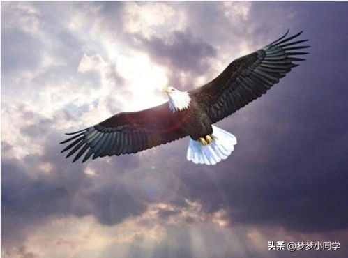 翱翔的近义词怎么写，振翅翱翔的近义词