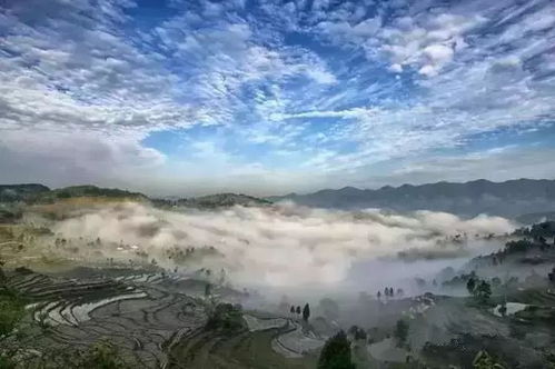 红渡王子酒是代理酒吗