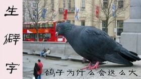 所以鸽子为什么这么大，鸽子为什么这么大怎么玩梗