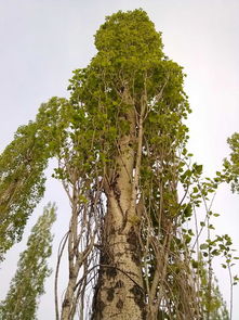 钻天杨和白杨树有什么区别，白涯涯的黄沙岗挺起棵钻天杨