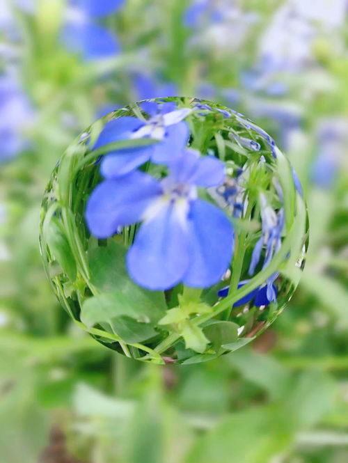 镜花水月卍解，镜花缘主要内容