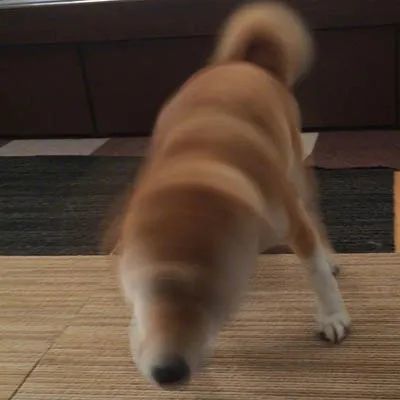 用不同的关联词把指定的内容连成三个意思不同的句子。 “坚持锻炼身体