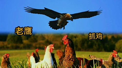 老鹰抓小鸡游戏玩法，老鹰抓小鸡游戏作文430字