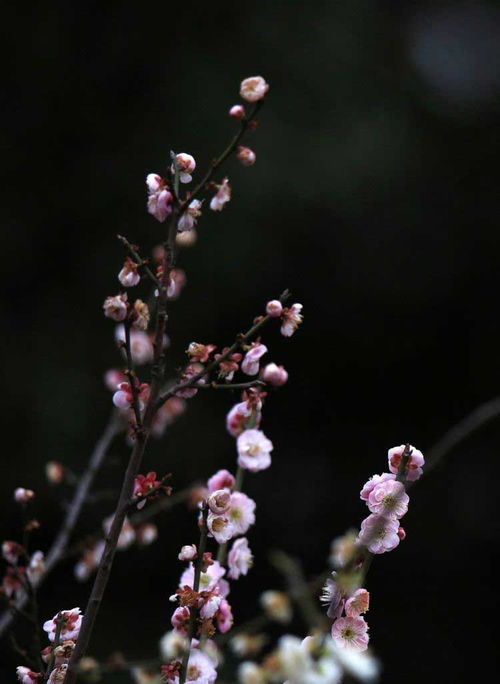梅花精神的人有哪些，梅花精神的人物事迹300字