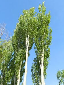 关于穿天杨的详细种植资料