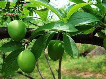 白榄根的功效大全，白榄根的功效与作用是什么
