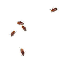 cockroaches，cockroache