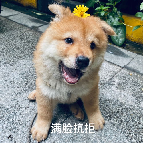 土松和松狮的区别，土松犬是中华田园犬吗