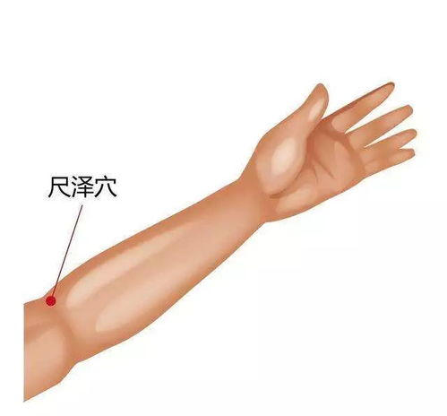 尺泽穴穴位位置图及作用