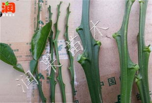 接穗和砧木嫁接后果实是谁的，接穗板玉米收割机视频