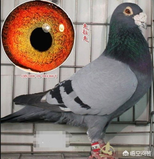 鸽子为什么这么大 探秘鸽子的生长发育过程?