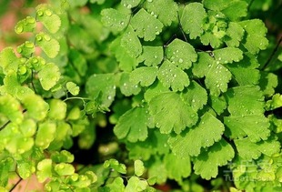 草本植物有哪些植物图片，寄生草本植物有哪些