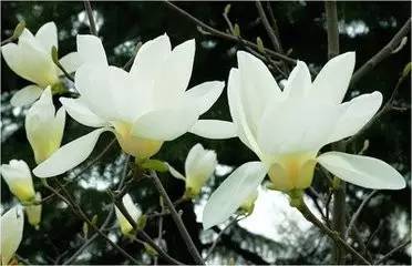 玉兰花的作用