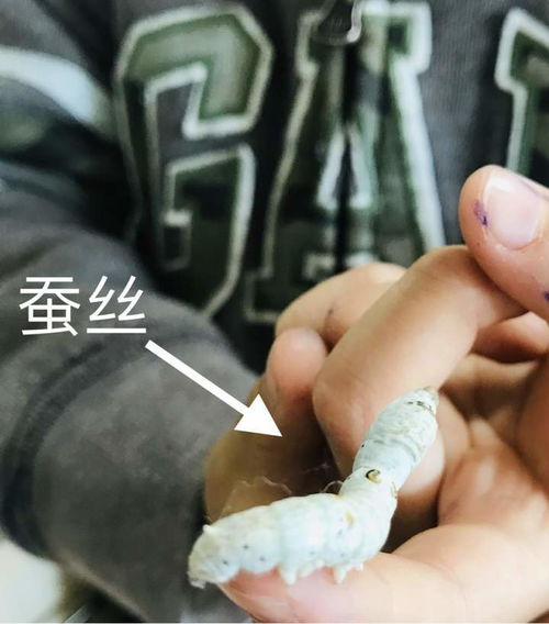 蚕宝宝怎么孵化视频，小蚕宝宝怎么养