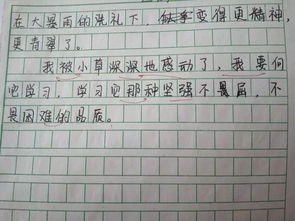 感动的作文开头结尾优美段落，感动的作文开头摘抄大全