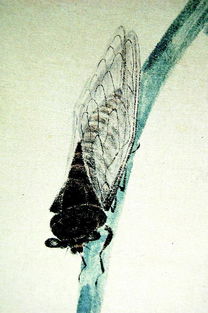 蝉翼纱的优点
